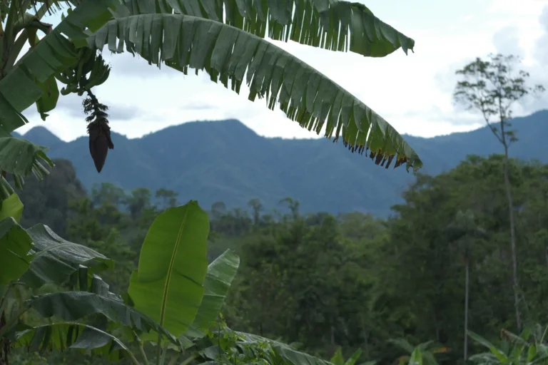 La ecología del capital. La coherencia como puerta abierta.